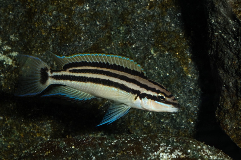 Chalinochromis popelini 'Cape Tembwe'